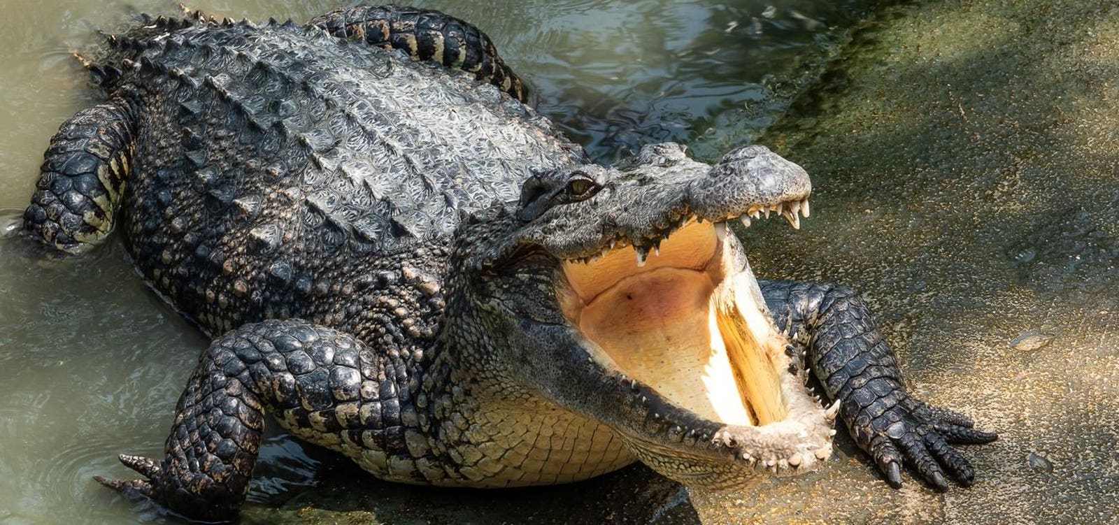 Featured image for "The Indestructible Nature of Crocodiles: Unveiling 3 Reasons"