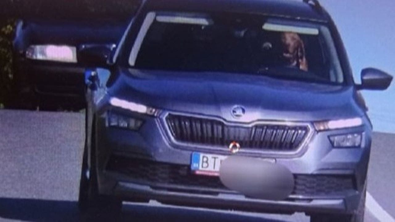 "Dog Behind the Wheel: Speeding Car Owner Fined by Police"