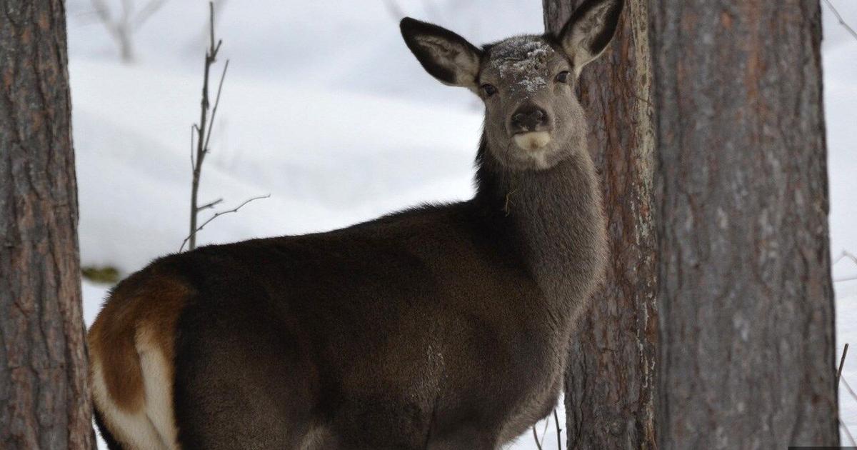 CWD Spreads in Wisconsin and Michigan: New Cases Confirmed