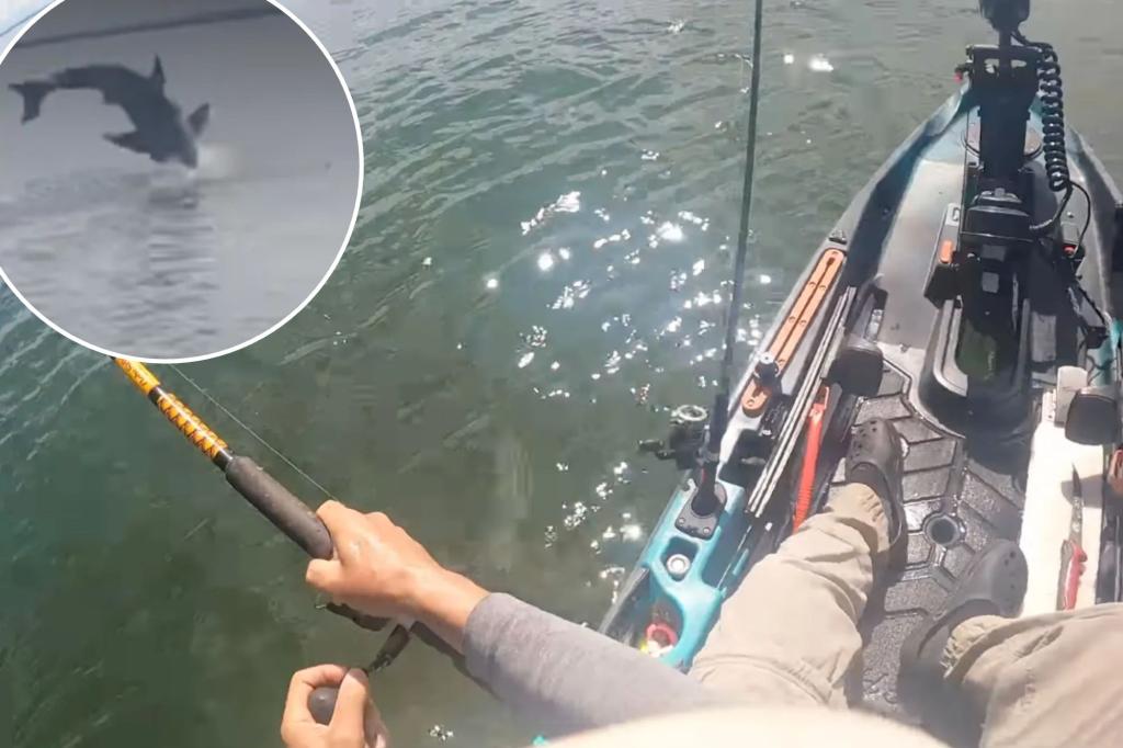 "Unexpected Encounter: Kayaker Hooks Great White Shark While Bass Fishing"