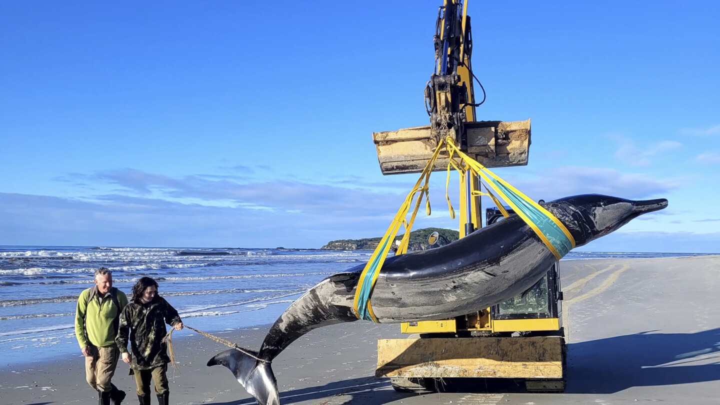 Featured image for World's Rarest Whale Discovered on New Zealand Beach