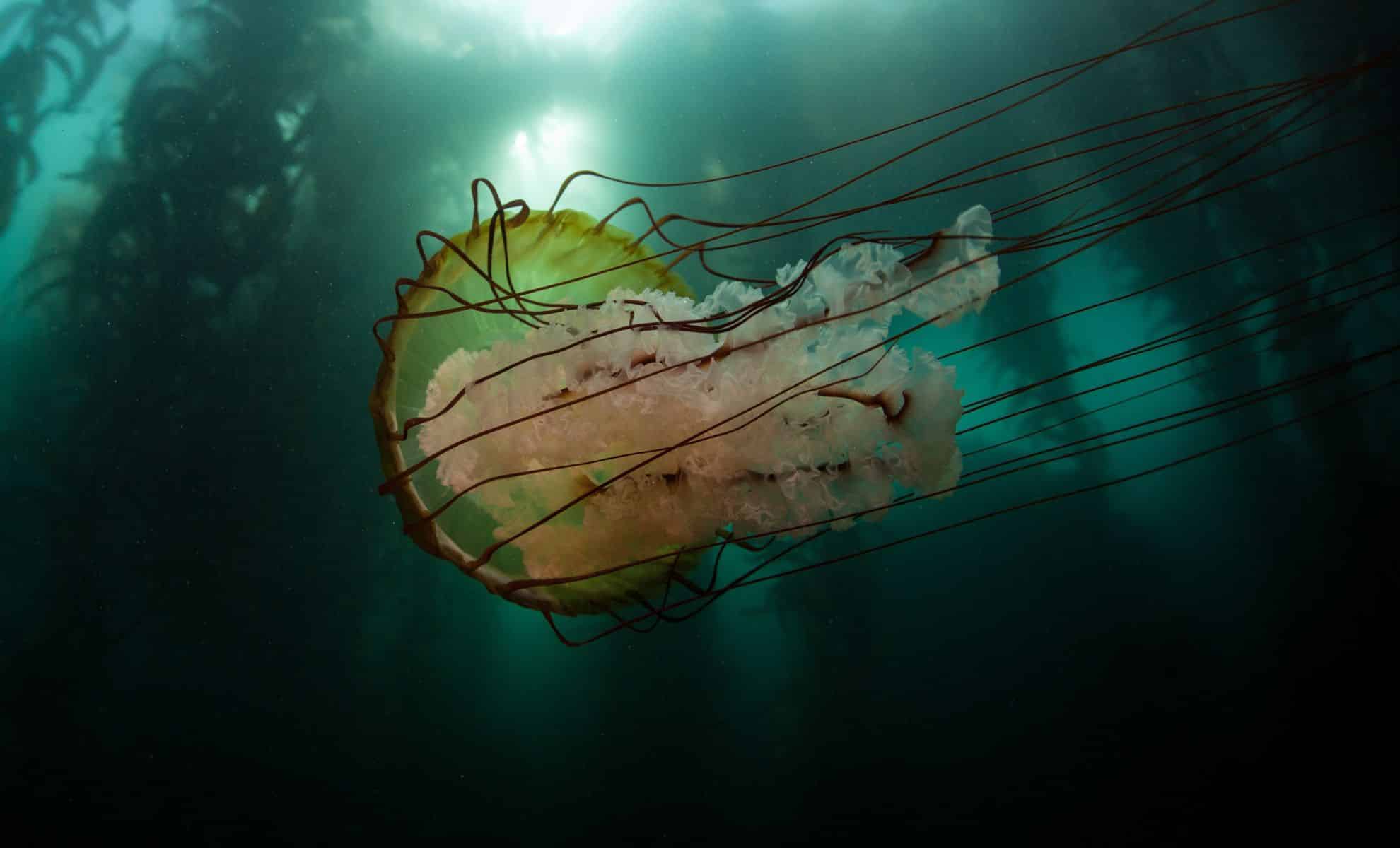 Featured image for Giant Building-Sized Jellyfish Surprises Scientists