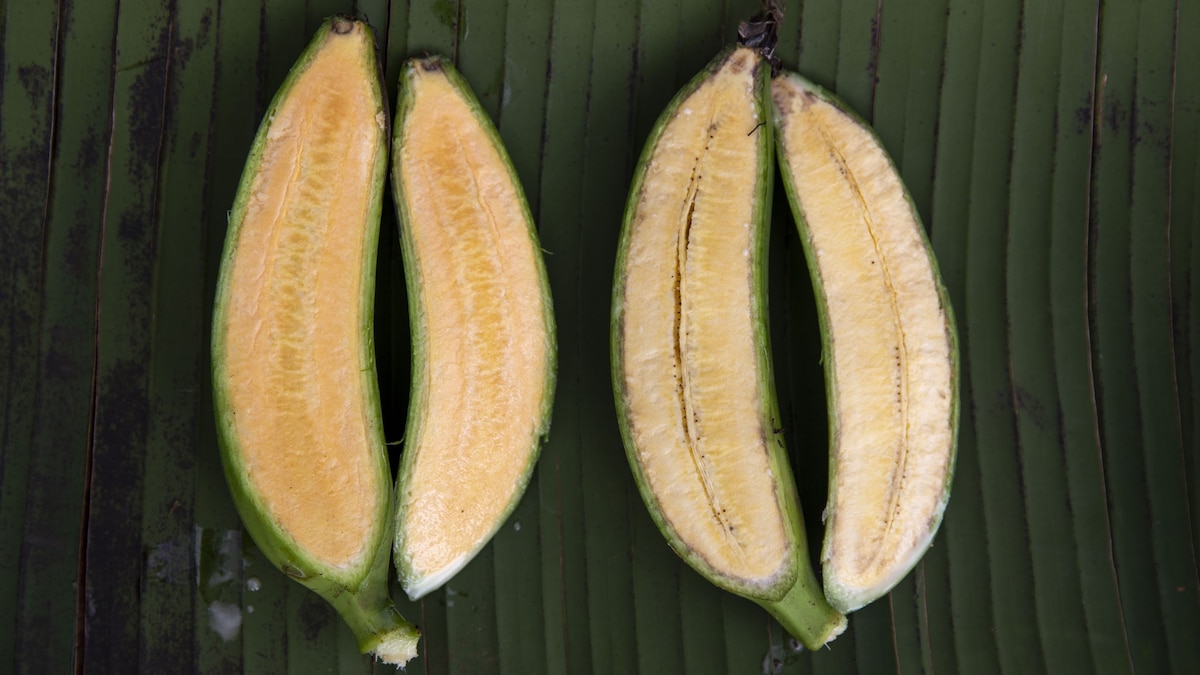 "Orange 'Super Banana' Could Revolutionize Health"