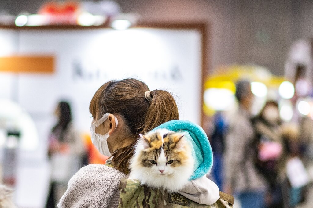 "Pain Detection App for Cats: Japanese Innovation Targets Feline Well-being"