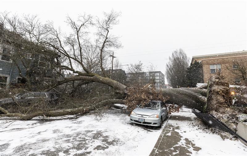 Featured image for "Portland Hit by Arctic Blast, Toppling 350+ Trees"