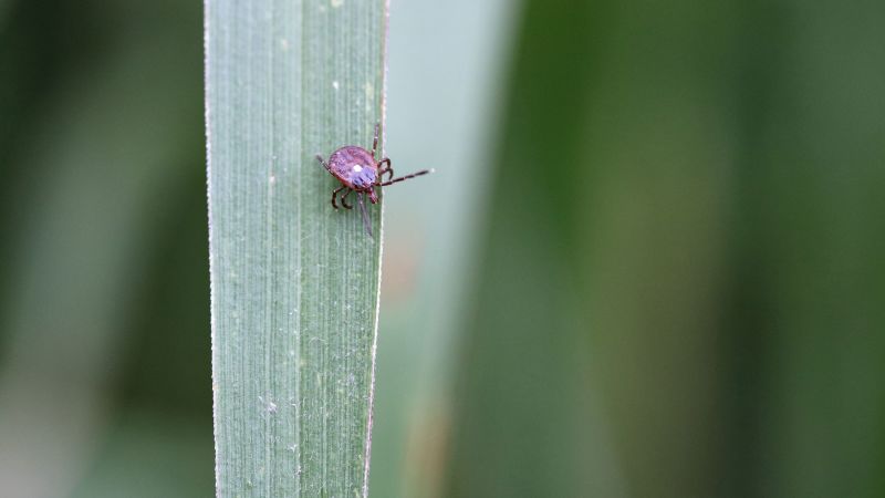 Tick-Borne Meat Allergy Spreading Across US, CDC Warns
