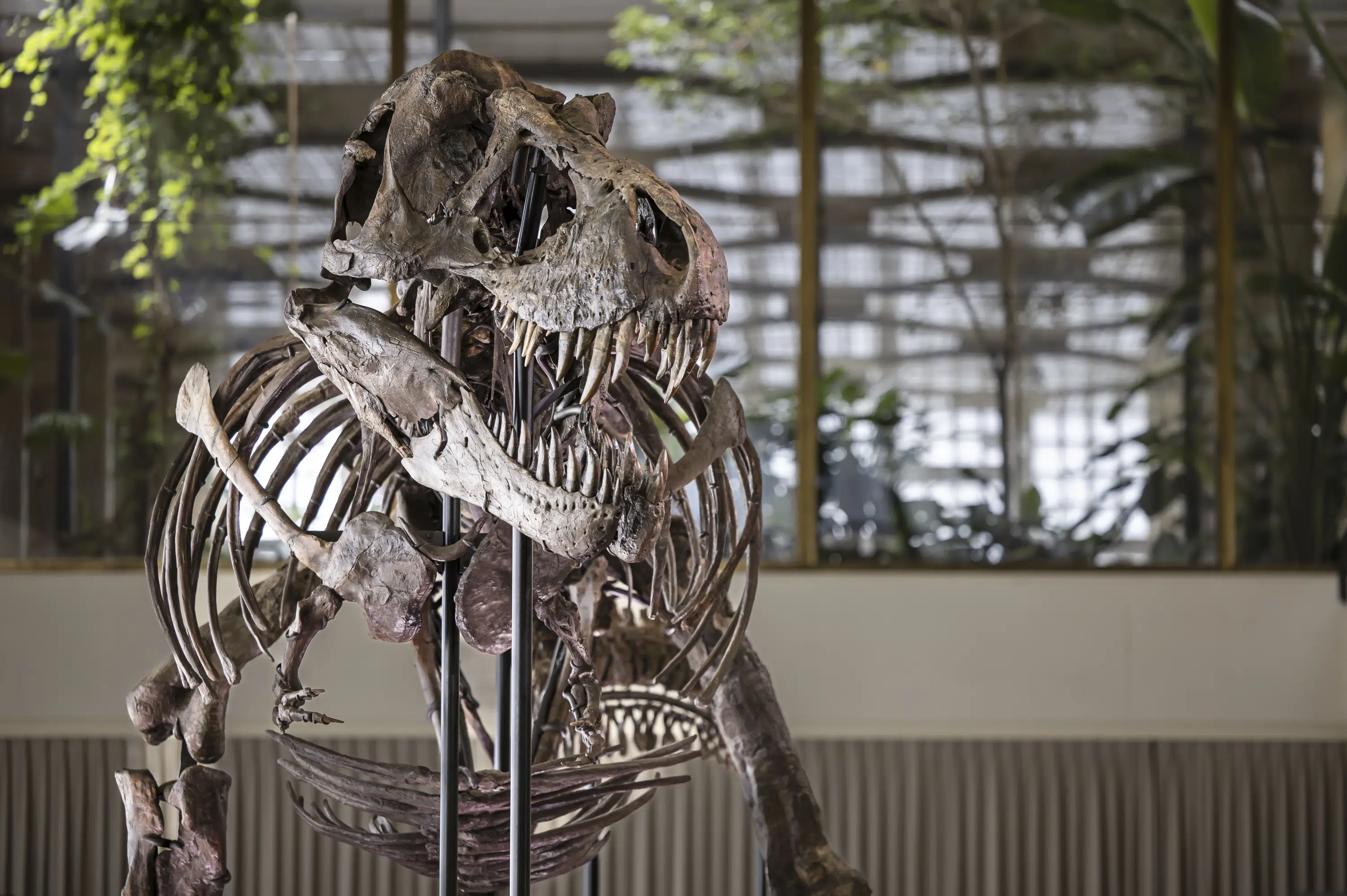 Rare T. rex skeleton up for auction expected to fetch millions.