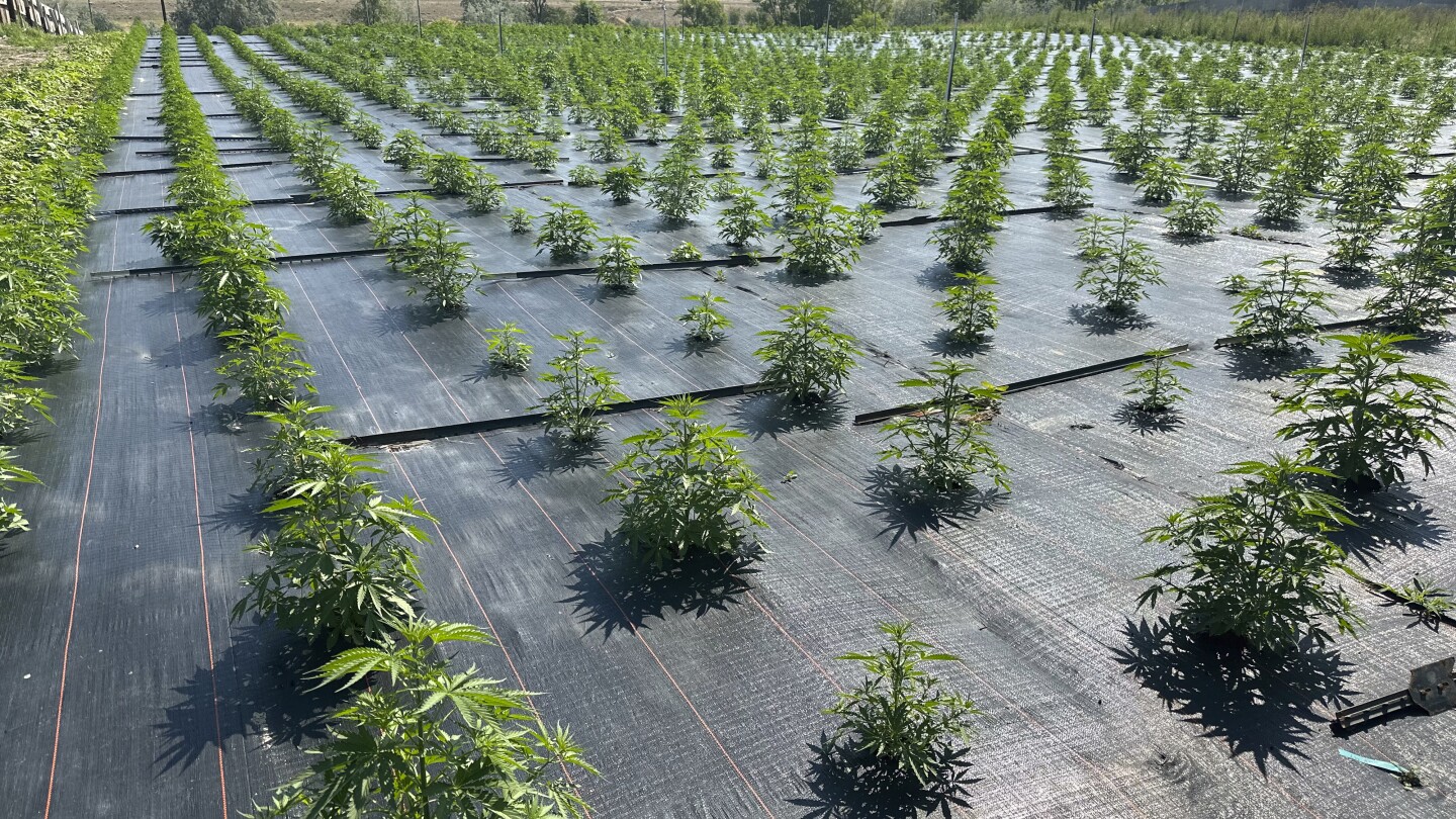"Resilient Washington Marijuana Farms Bounce Back from Pesticide Concerns"