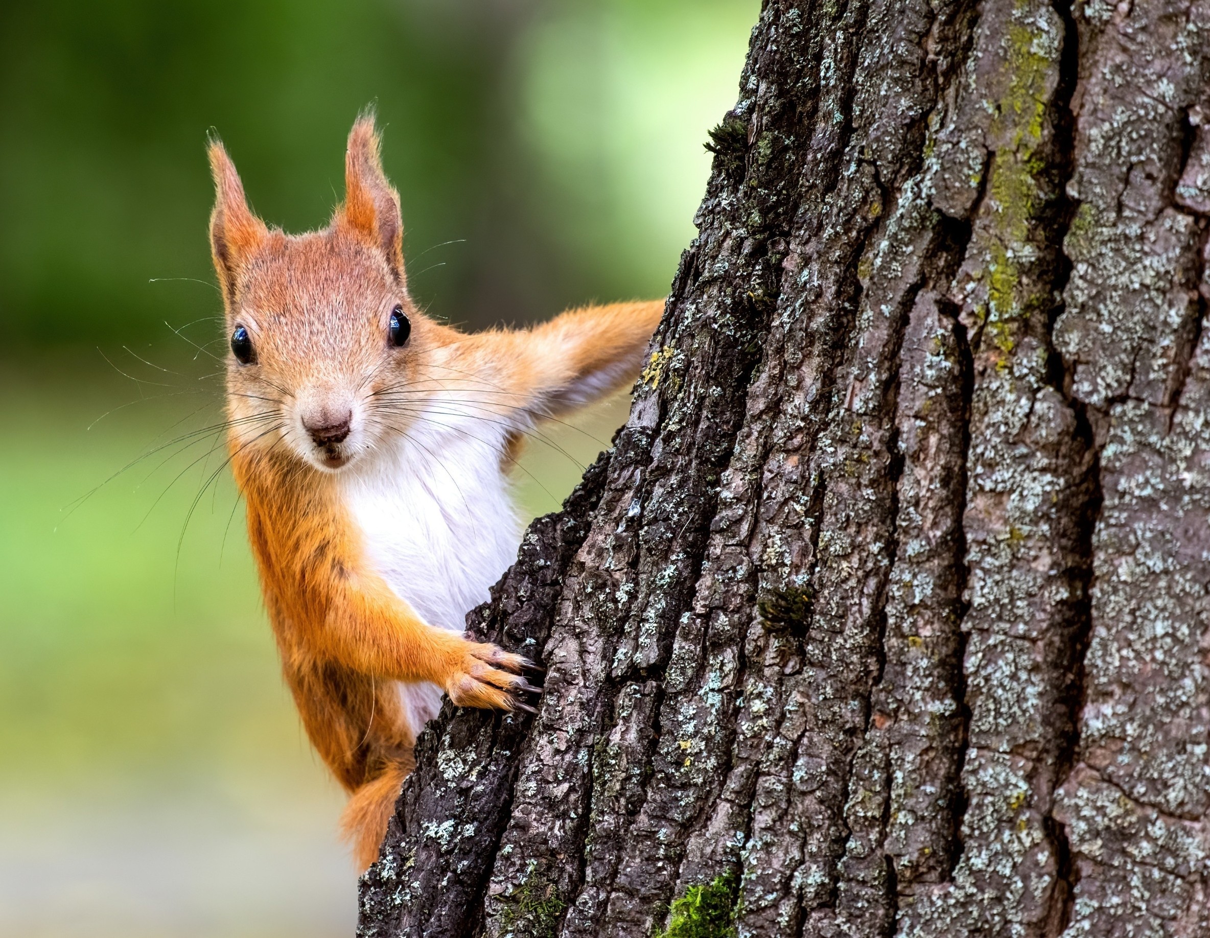 Featured image for Why a Few Species Dominate While Most Remain Rare