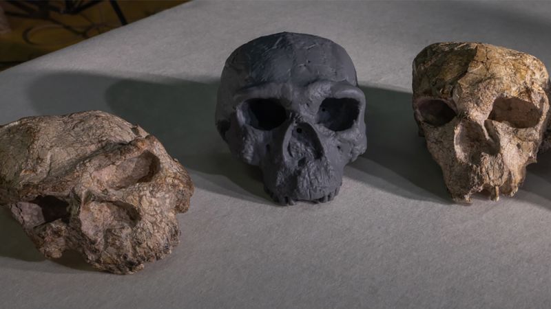 Featured image for Ancient Skull Discovery May Redefine Human Evolution Timeline