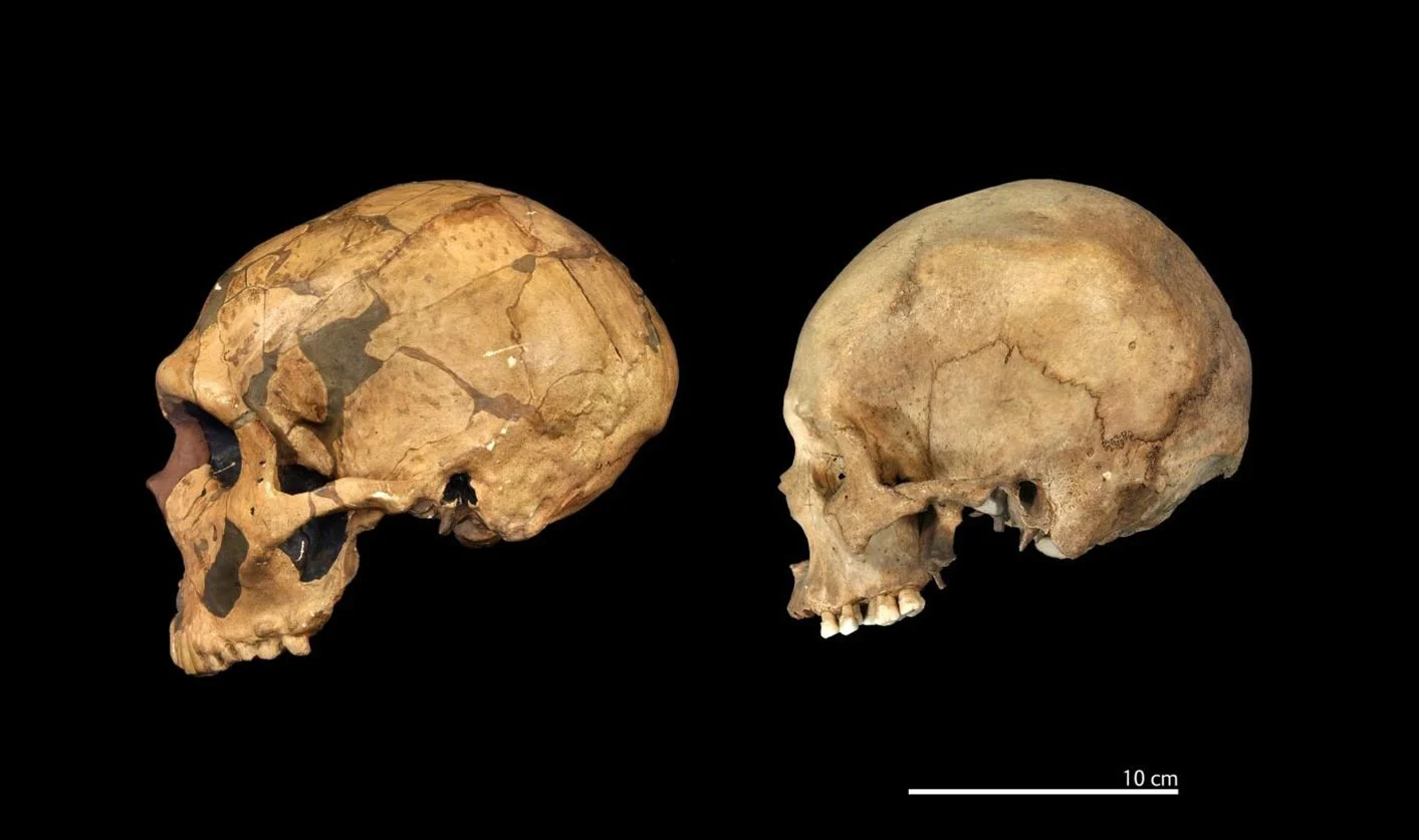 Featured image for Study Confirms Neanderthals and Humans as Distinct Species