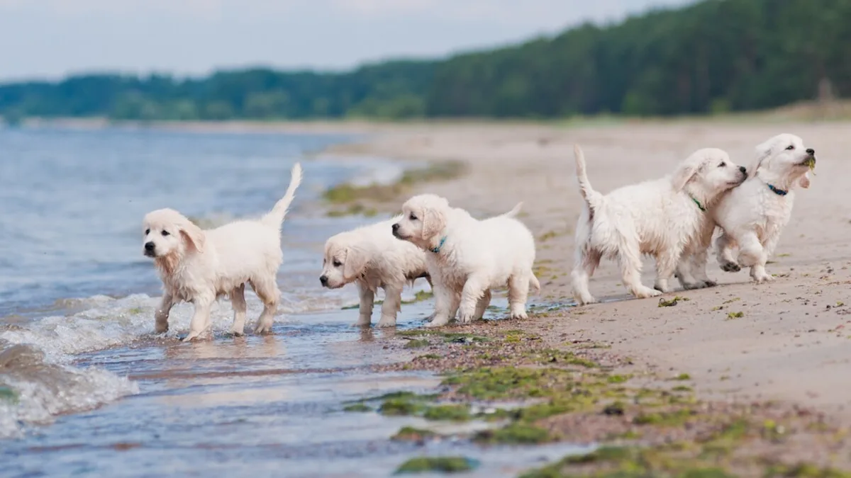 Featured image for Golden Retriever Family's Beach Day Is Pure Heaven