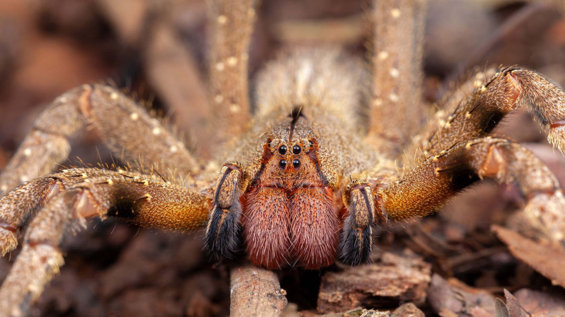 Featured image for "Spider Venom: A Promising Solution for Erectile Dysfunction"