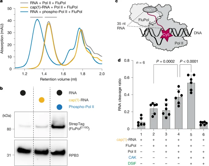 Cryo-EM maps reveal how influenza polymerase snatches caps from host transcripts