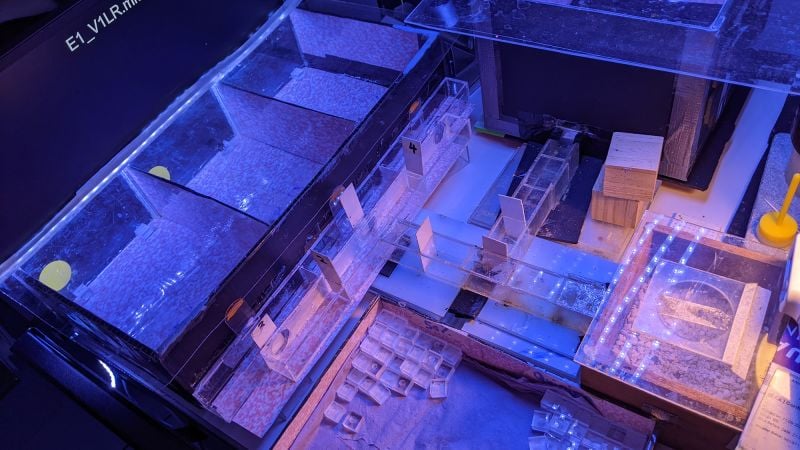 Featured image for Bumblebees Learn to Understand and Use Morse Code