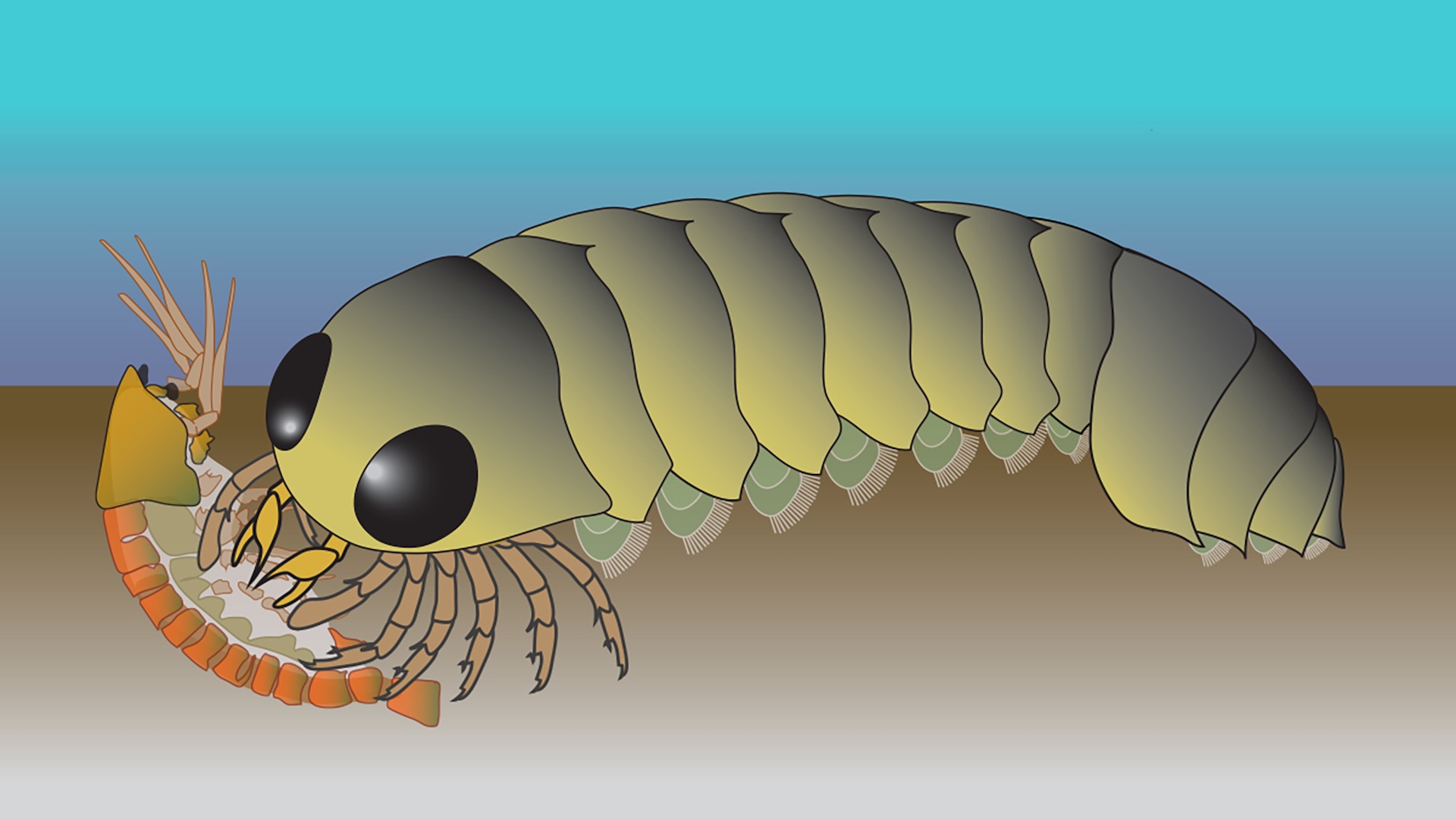 Featured image for Sea Origins of Spiders and Arachnids Revealed by Ancient Fossil