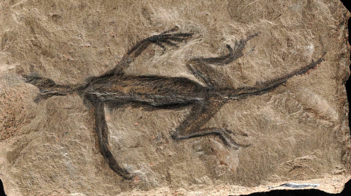Featured image for "Unveiling the Truth: The 280-Million-Year-Old Fossil Forgery Revealed"