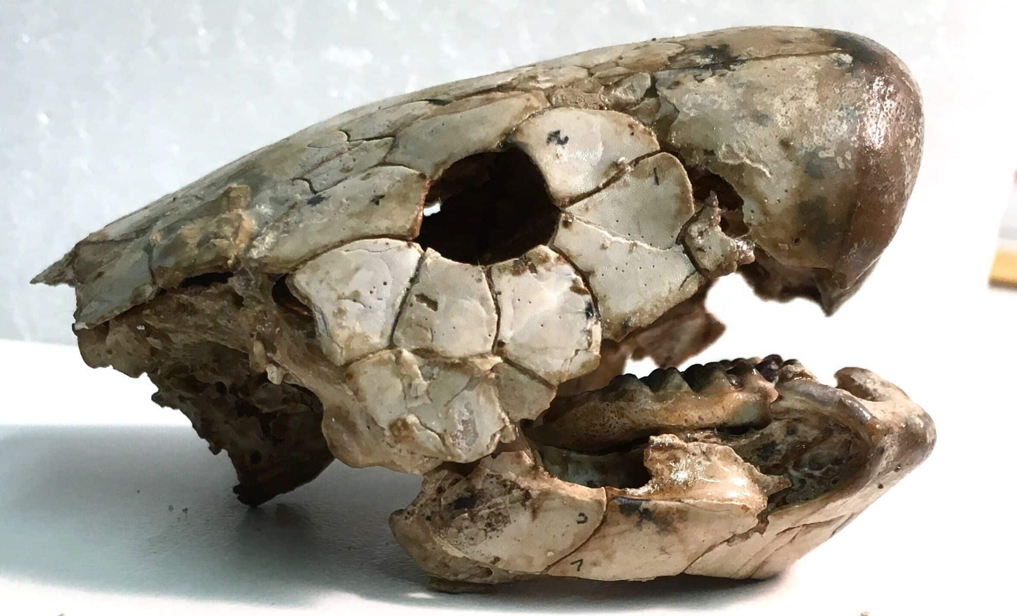 380-Million-Year-Old Lungfish Jawbones Uncover Origins of Land Animals and Their Diets