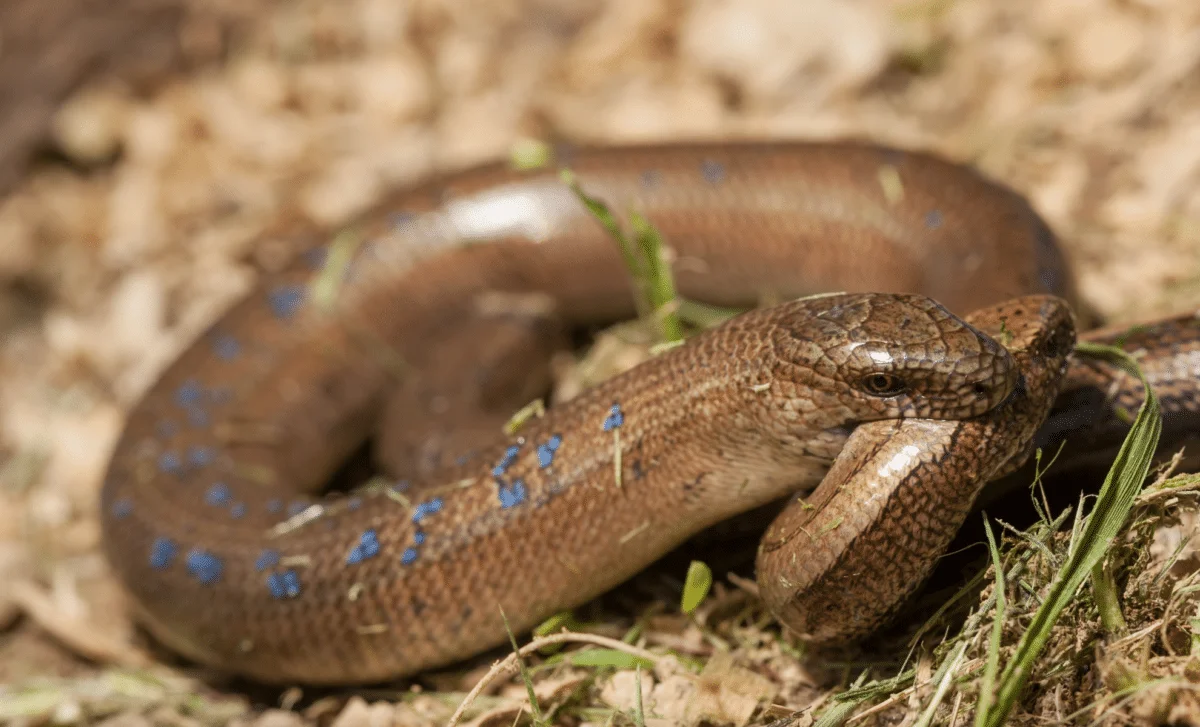Snake Cannibalism Revealed as an Adaptive Response to Scarcity
