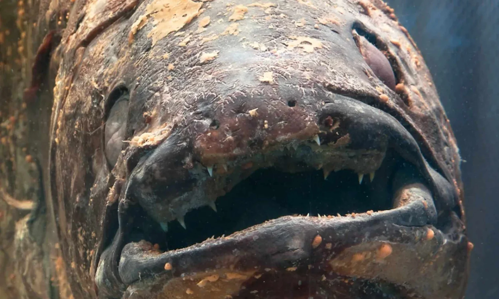 Featured image for Scientists Capture Photos of 70-Million-Year-Old Extinct Fish