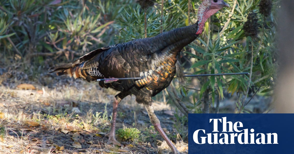 Featured image for "Unfazed and Unbroken: Wild Turkey Survives 30in Arrow in Chest"
