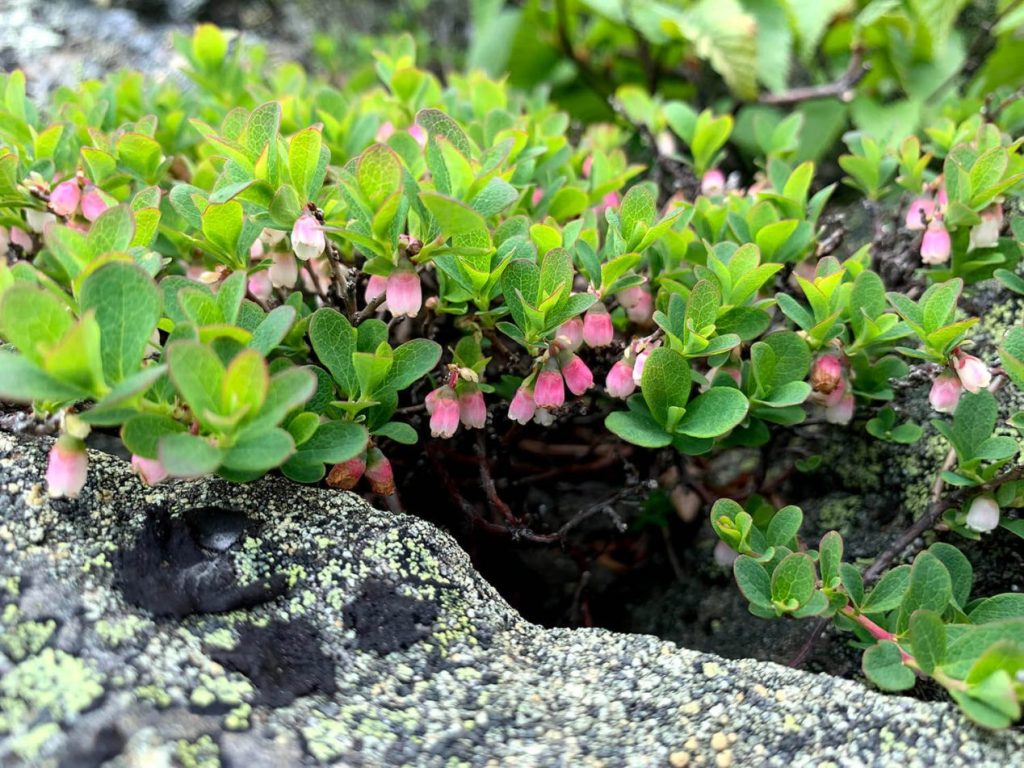 "Baxter's Research Aims to Find Climate-Resilient Plants"
