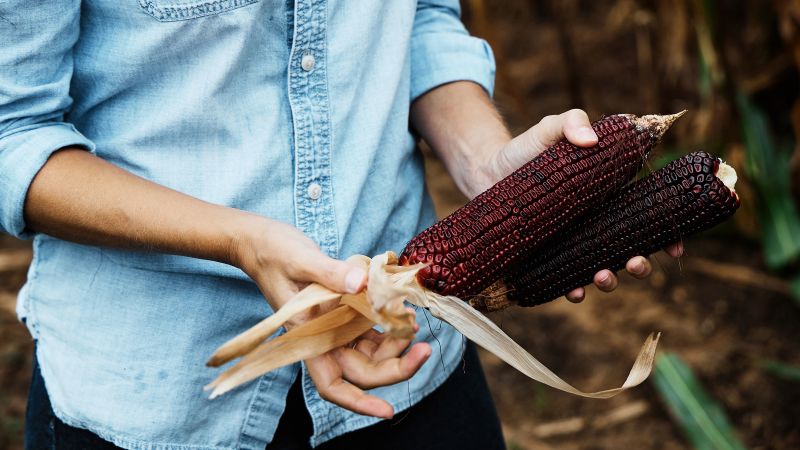 "Reviving Corn: A Climate Crisis Solution for Farmers"