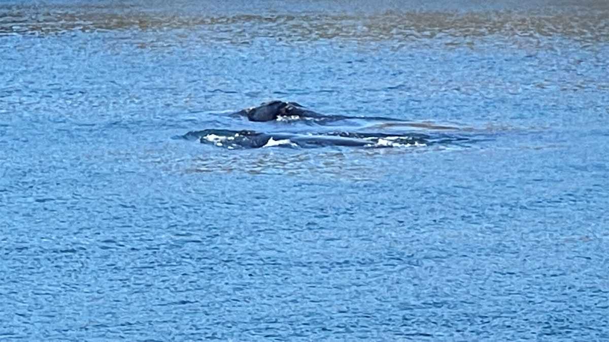 Featured image for Endangered North Atlantic Right Whales Spotted in Cape Cod Canal and Bay.