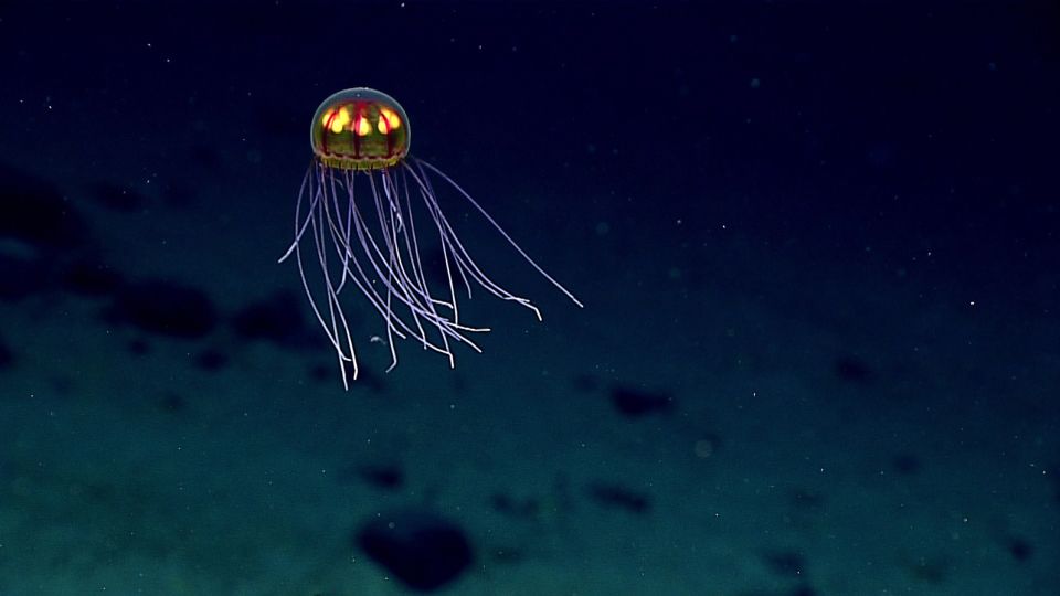 Navigating the Pros and Cons of Deep-Sea Exploration