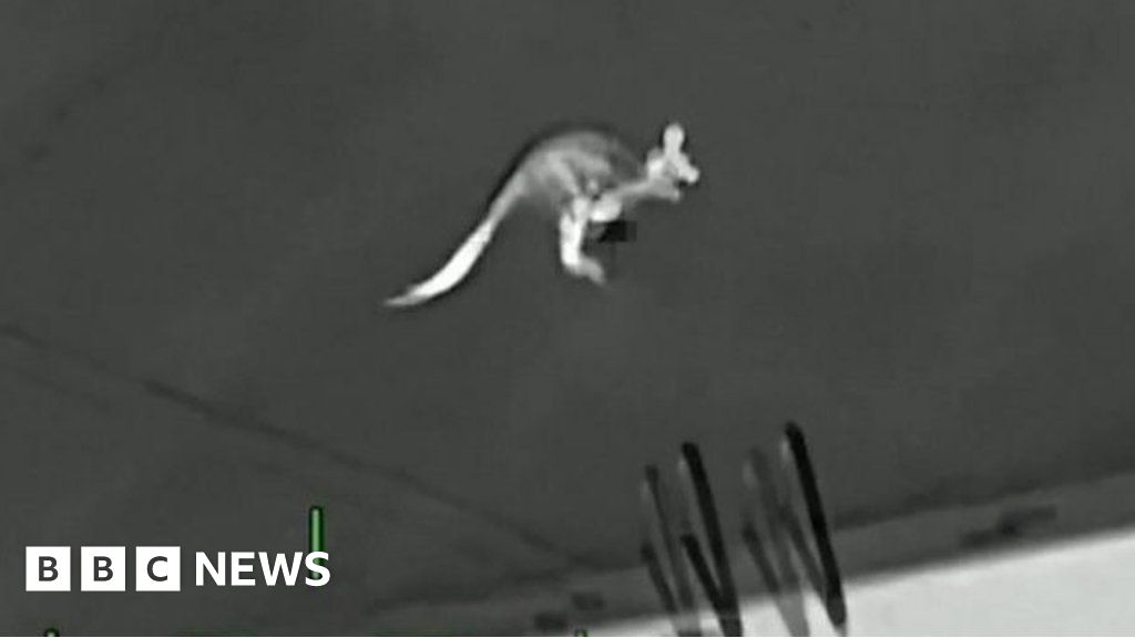 Featured image for Kangaroo Chaos: Tampa's Runaway Roo Creates Havoc