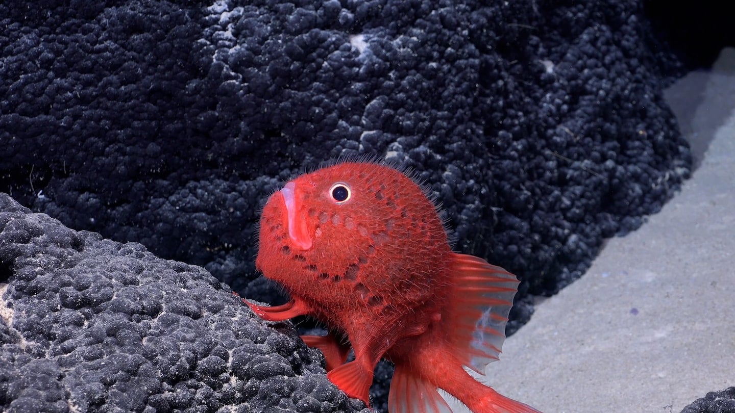 Featured image for "Exploring the Deep: Over 100 New Species Discovered in Undersea Mountains"