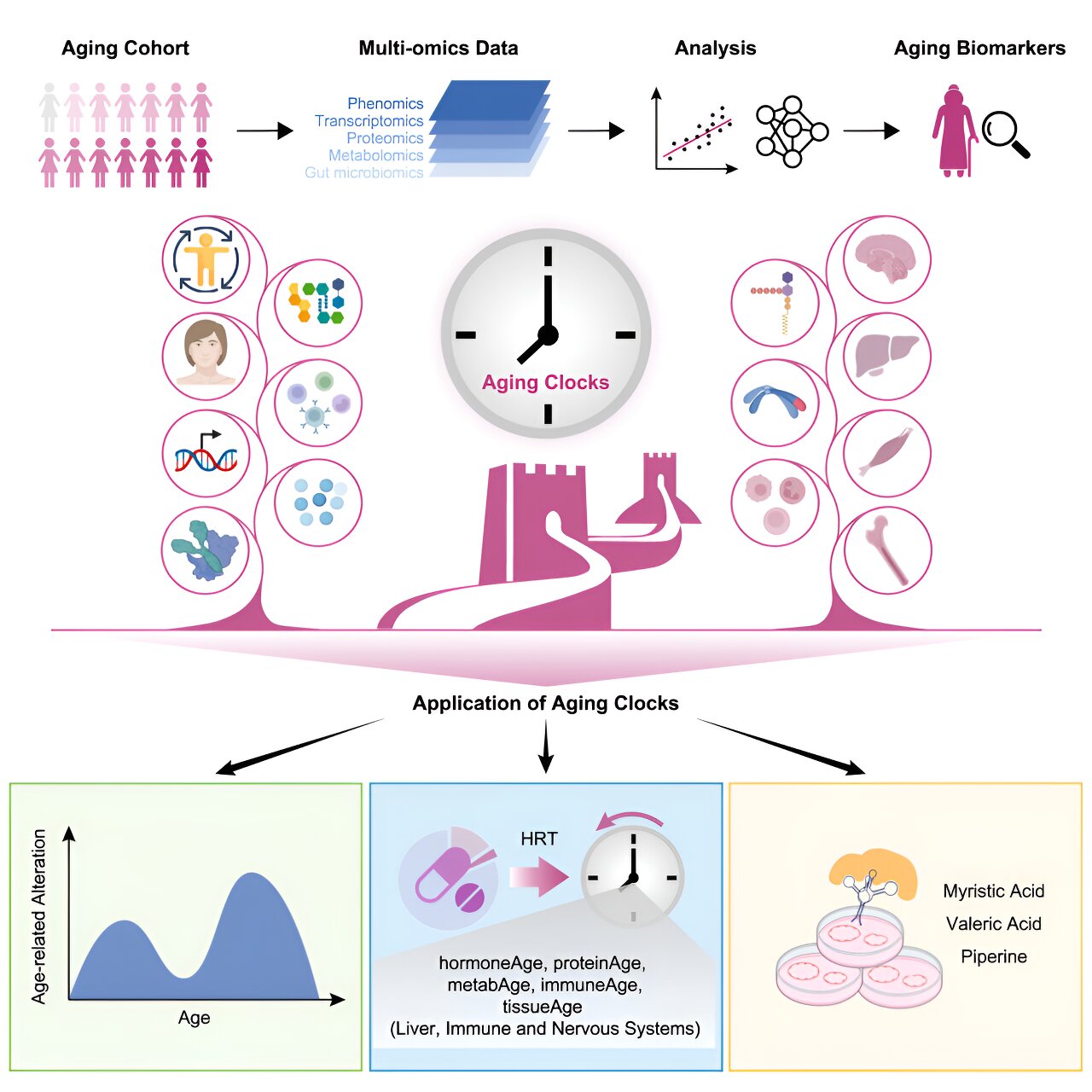 Predicting Women's Aging Rate Using Molecular Indicators
