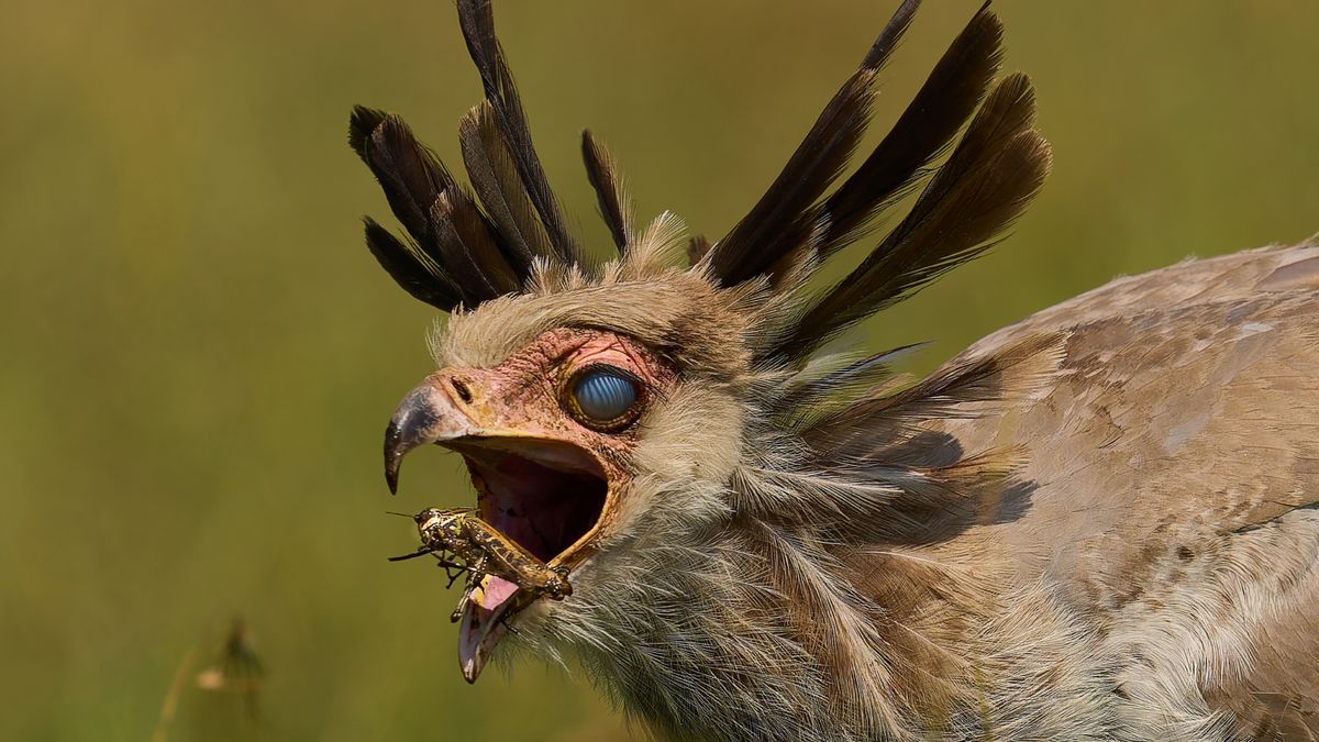 Featured image for Stunning Photo Shows Bird's Hidden Eyelid in Action