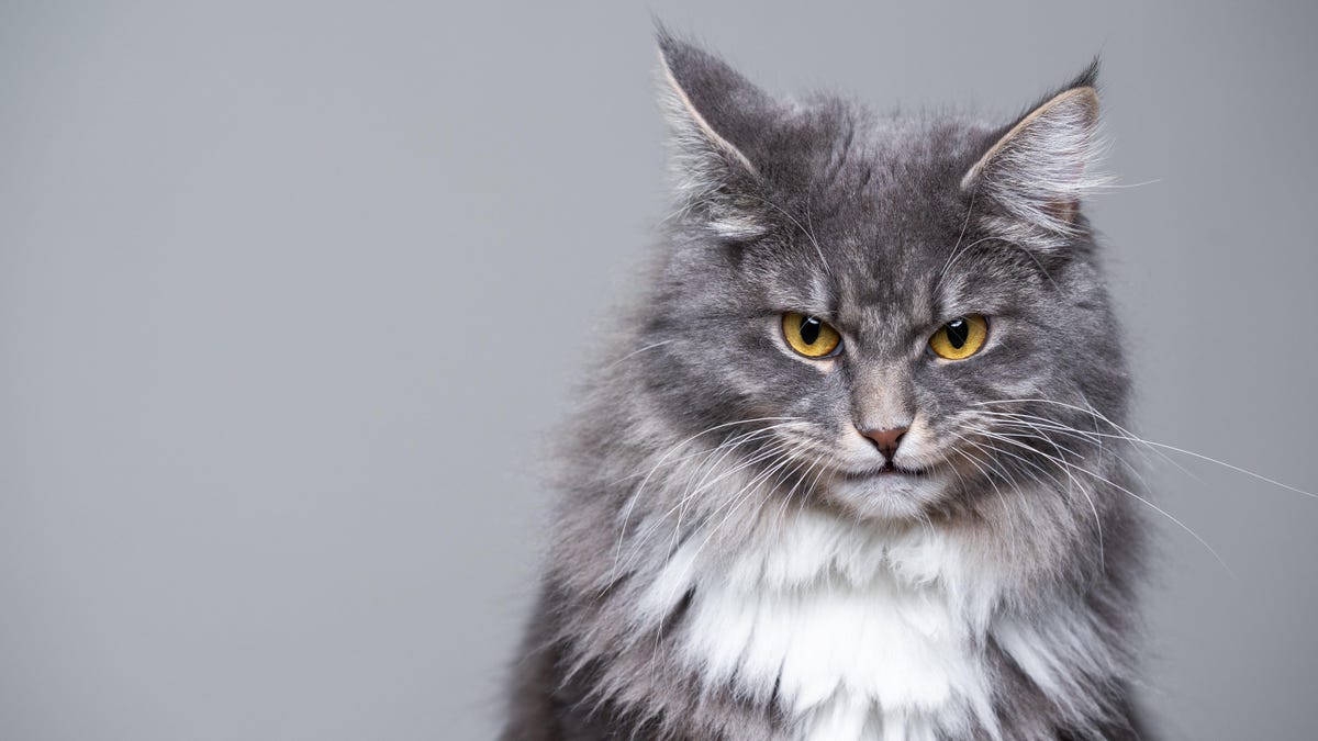 Featured image for Unfortunate Woman's New Cat Leads to Unprecedented Medical Mystery