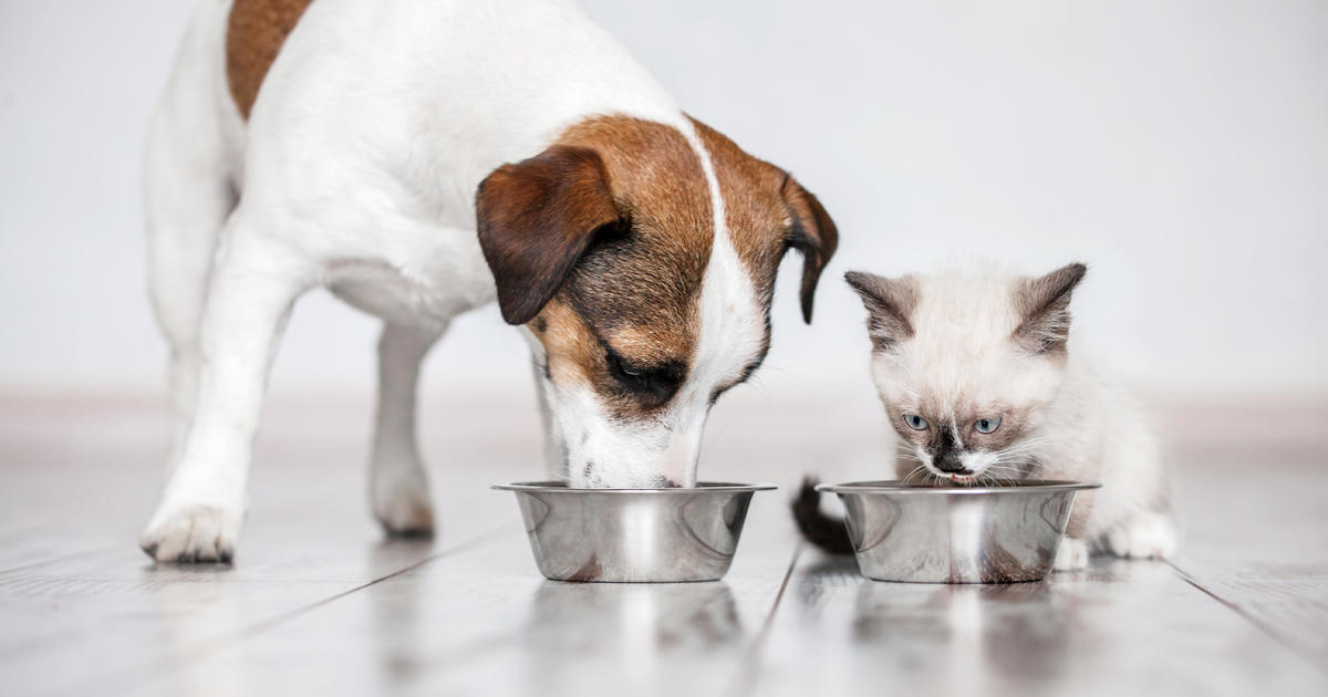 Featured image for "Purina Stands Firm: Pet Food Safe Despite Online Rumors"
