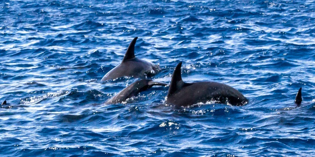 "Dolphin Attacks Leave Swimmers Injured at Japanese Beach"