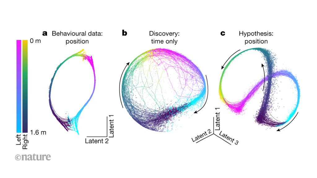 Featured image for Unveiling Brain Dynamics with Machine Learning and Latent Embeddings.