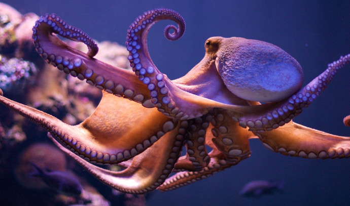 Decoding the Cognitive Marvels of Octopuses: Unveiling the Secrets of their Intelligence