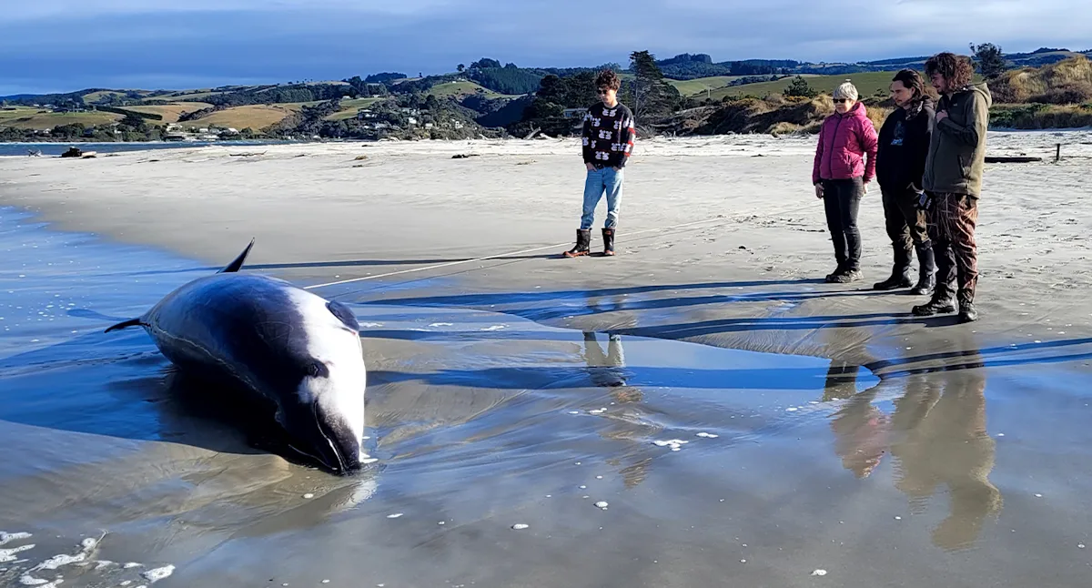 Featured image for Rare Whale Discovered at Remote Fishing Village