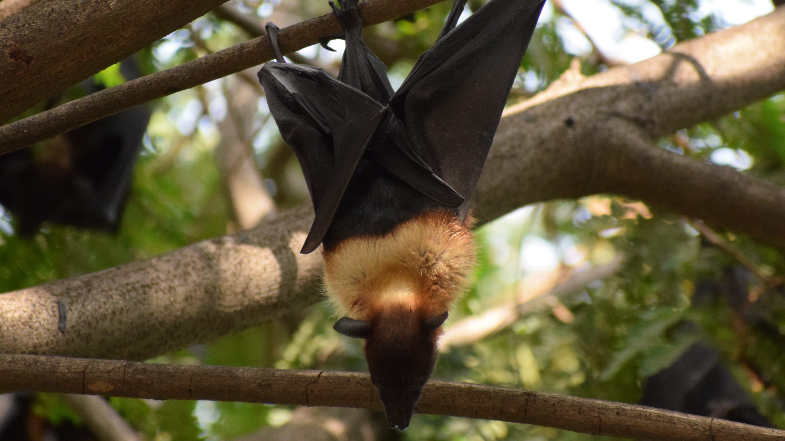 "Interactive Map Reveals Rabid Bat Hotspots in Cook County"