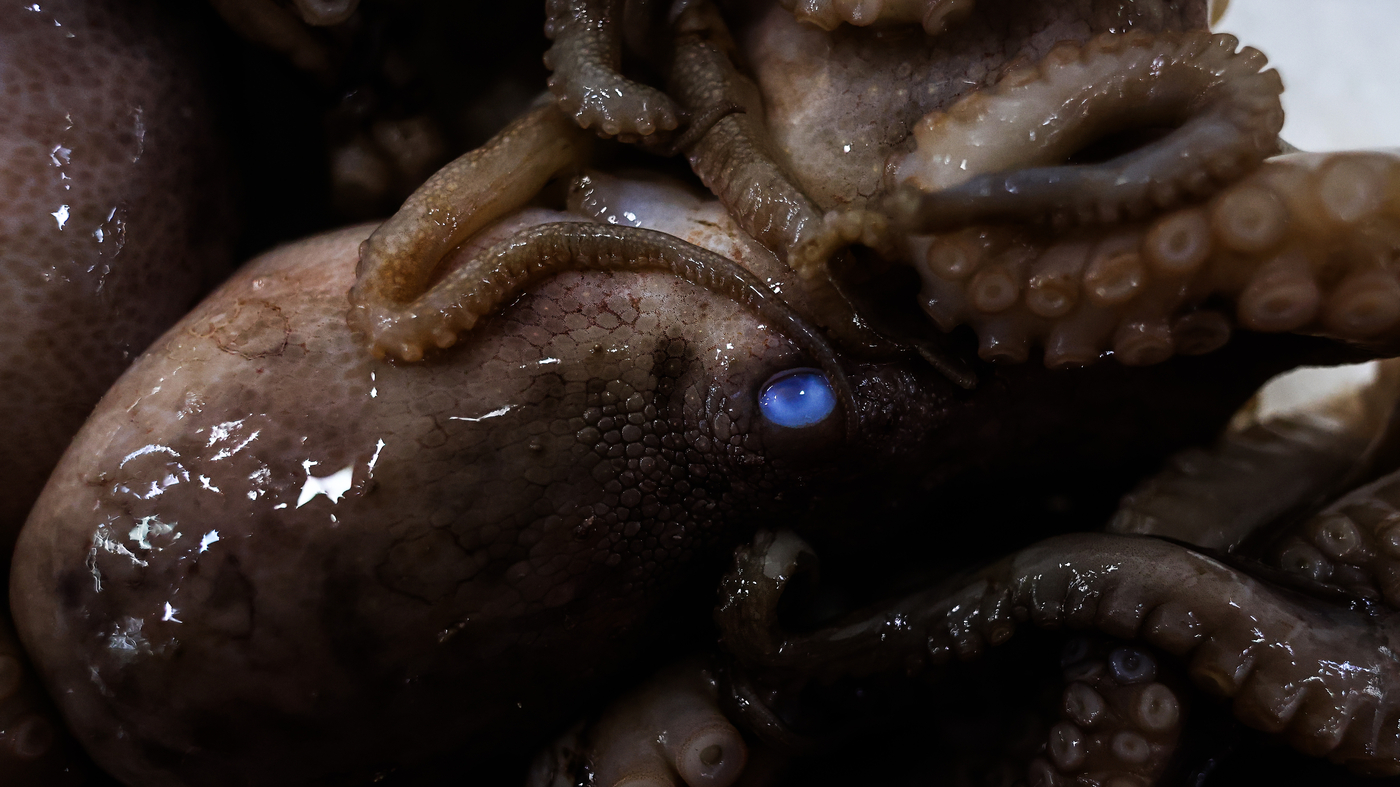 Featured image for "Controversy Surrounds Proposed Octopus Farm in Spain"