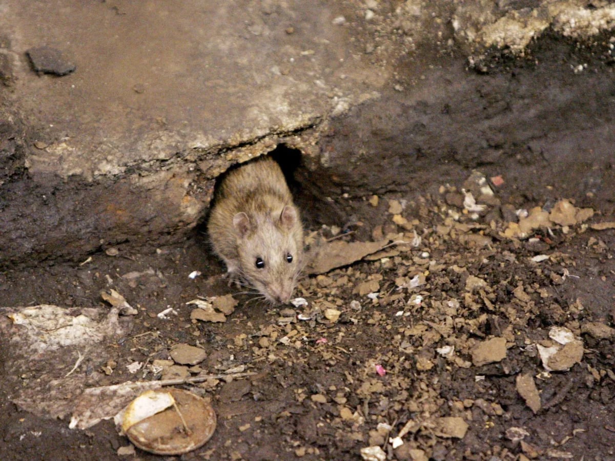 "NYC Exterminator's Deadly Weapon: Eliminating Rats and Their Remains"