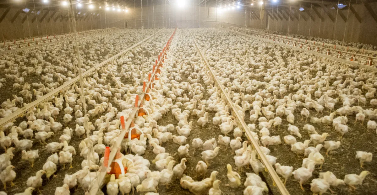 Featured image for The Mystery of 597 Million Missing Chickens in the U.S. Food Chain