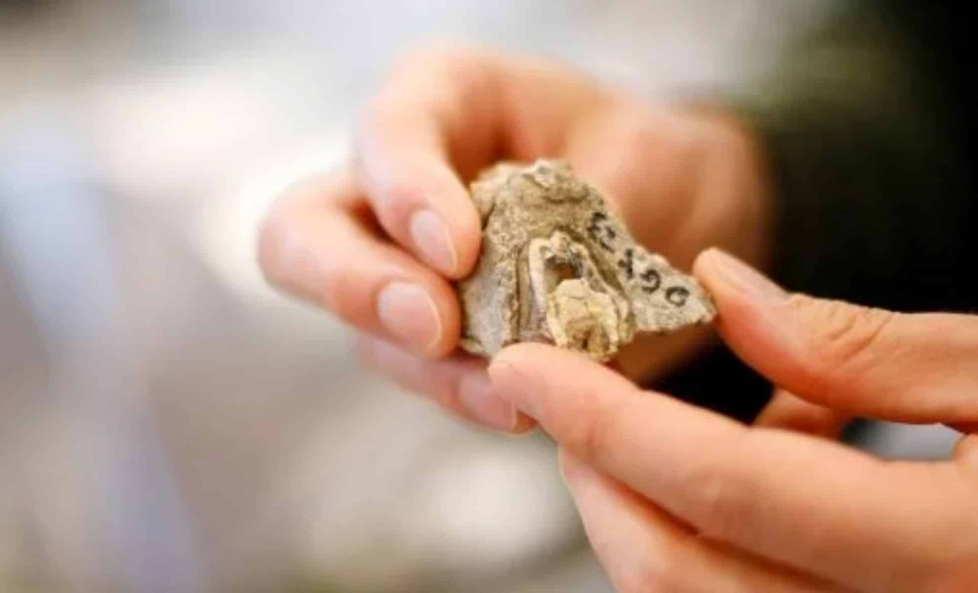 Featured image for Scientists Uncover 24-Million-Year-Old Proteins in Rhino Teeth, Unlocking Ancient Secrets