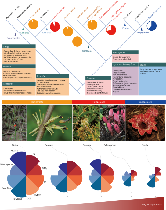 Featured image for "Extreme Parasitic Plant Balanophora: Insights into Convergent Evolution and Manipulative Host Interactions"
