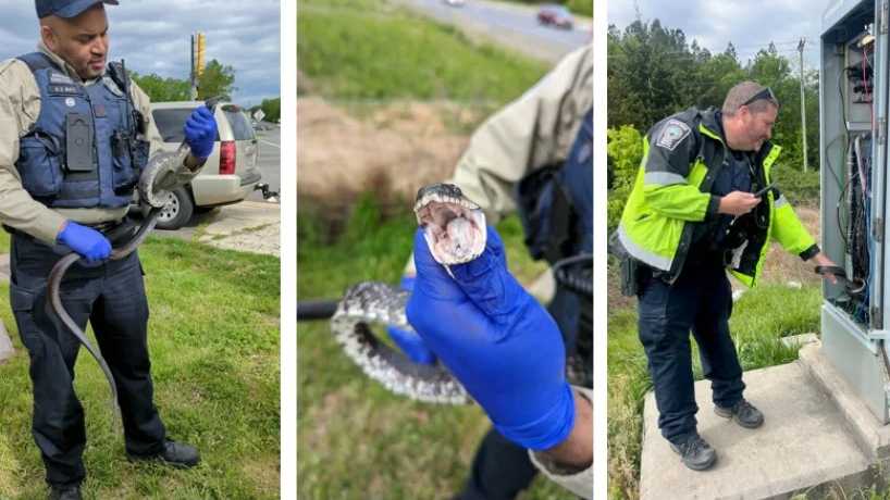 Snake causes chaos in Northern Virginia traffic and power outage.