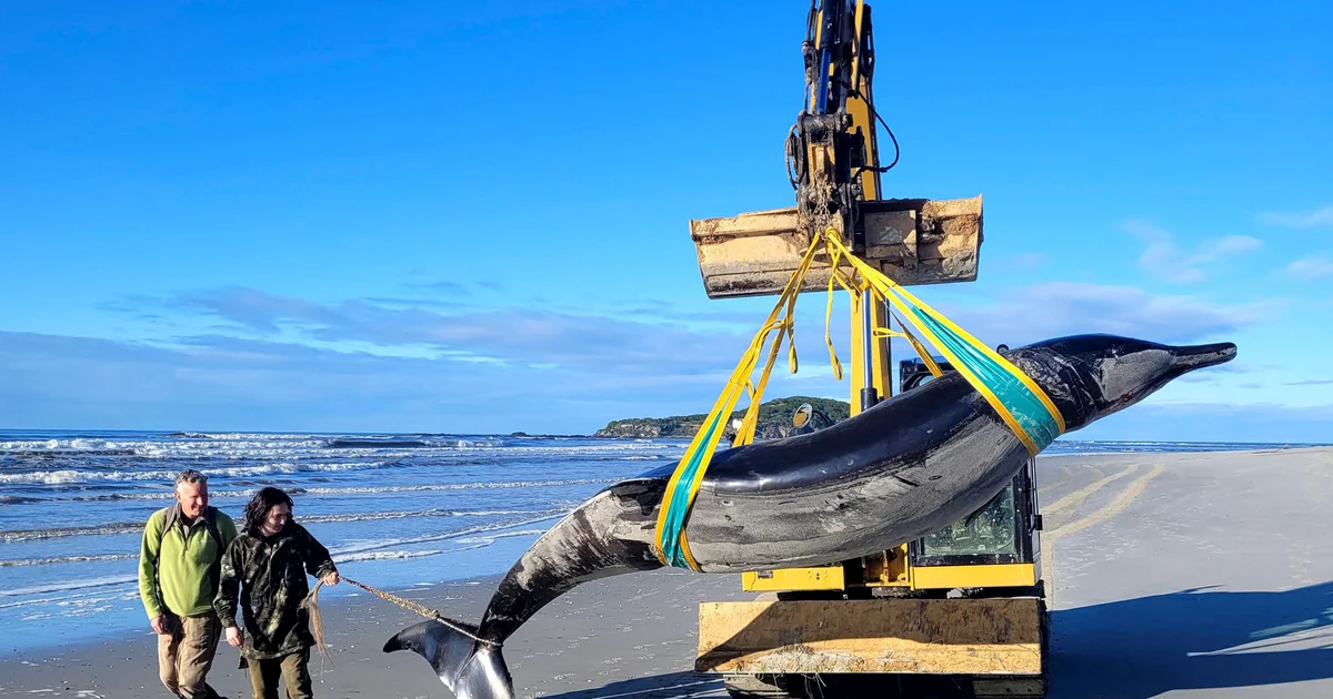 Featured image for "World's Rarest Whale Found on New Zealand Beach"