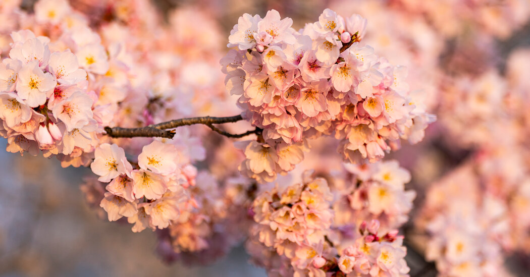Featured image for "Japan Donates 250 Cherry Trees to Replace D.C.'s Tidal Basin Losses"