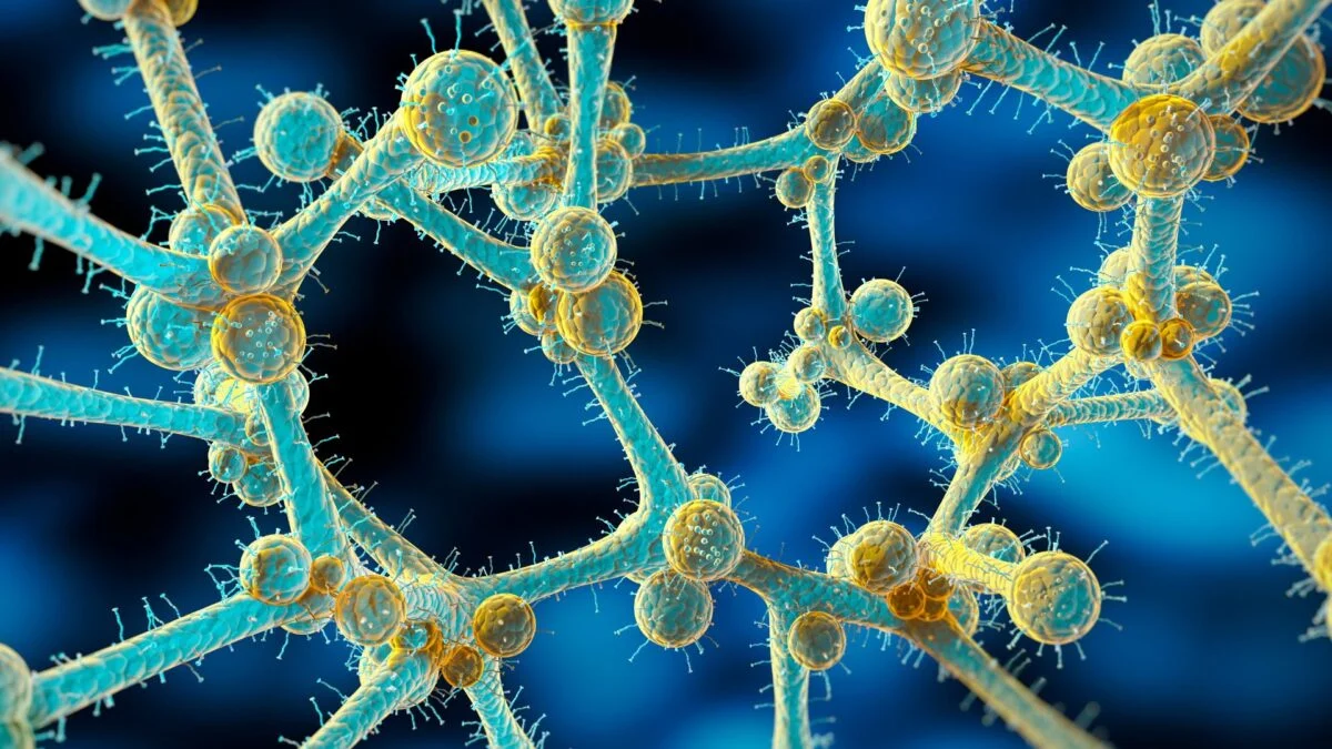 Featured image for Global Spread of Drug-Resistant Candida auris Poses Rising Threat