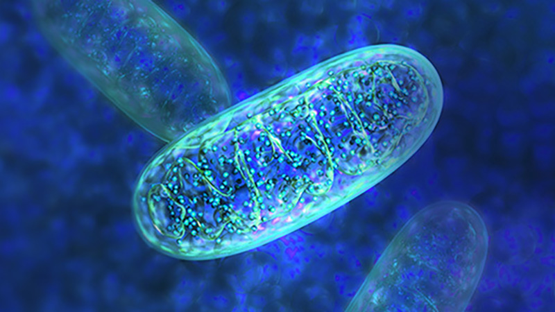 Featured image for Mitochondrial Disorders Linked to Weaker Immune Response in Children